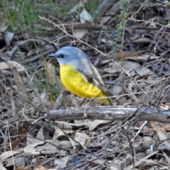 Eopsaltria australis (Eastern Yellow Robin) at Tidbinbilla Nature Reserve - 10 Sep 2019 by RodDeb