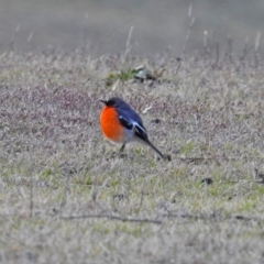 Petroica phoenicea (Flame Robin) at Paddys River, ACT - 10 Sep 2019 by RodDeb