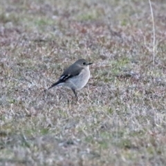 Petroica phoenicea at Paddys River, ACT - 10 Sep 2019