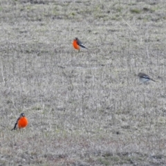 Petroica phoenicea at Paddys River, ACT - 10 Sep 2019