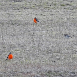 Petroica phoenicea at Paddys River, ACT - 10 Sep 2019 05:20 PM