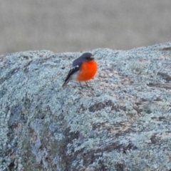 Petroica phoenicea at Paddys River, ACT - 10 Sep 2019 05:20 PM