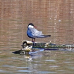 Chlidonias hybrida (Whiskered Tern) at Fyshwick, ACT - 10 Sep 2019 by RodDeb