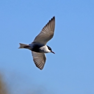 Chlidonias hybrida at Fyshwick, ACT - 11 Sep 2019