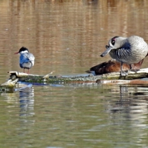 Chlidonias hybrida at Fyshwick, ACT - 11 Sep 2019