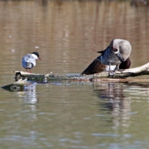 Chlidonias hybrida at Fyshwick, ACT - 11 Sep 2019 09:14 AM