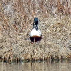 Spatula clypeata (Northern Shoveler) at Fyshwick, ACT - 10 Sep 2019 by RodDeb