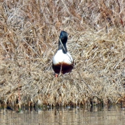 Spatula clypeata (Northern Shoveler) at Fyshwick, ACT - 11 Sep 2019 by RodDeb