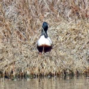 Spatula clypeata at Fyshwick, ACT - 11 Sep 2019