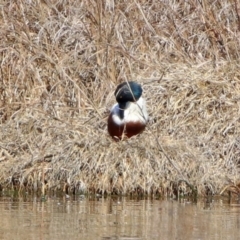 Spatula clypeata at Fyshwick, ACT - 11 Sep 2019