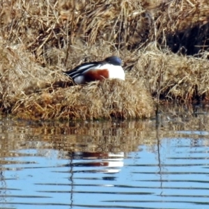 Spatula clypeata at Fyshwick, ACT - 11 Sep 2019