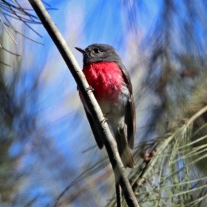 Petroica rosea at Fyshwick, ACT - 11 Sep 2019