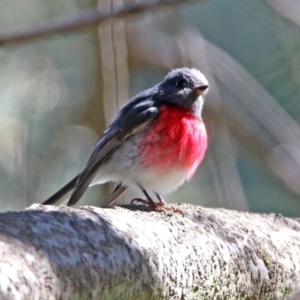 Petroica rosea at Fyshwick, ACT - 11 Sep 2019