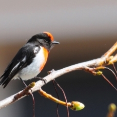 Petroica goodenovii at Belconnen, ACT - 13 Sep 2017