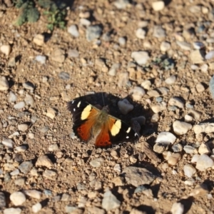 Vanessa itea at Dunlop, ACT - 10 Sep 2019 03:53 PM