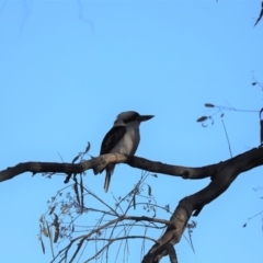 Dacelo novaeguineae (Laughing Kookaburra) at Mount Painter - 10 Sep 2019 by Tammy