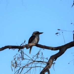 Dacelo novaeguineae at Cook, ACT - 10 Sep 2019 04:10 PM