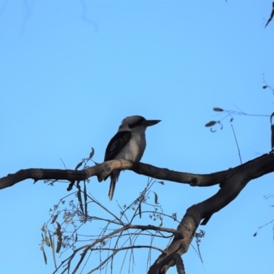 Dacelo novaeguineae (Laughing Kookaburra) at Cook, ACT - 10 Sep 2019 by Tammy