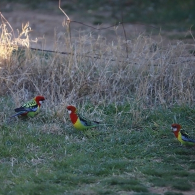 Platycercus eximius (Eastern Rosella) at Cook, ACT - 10 Sep 2019 by Tammy