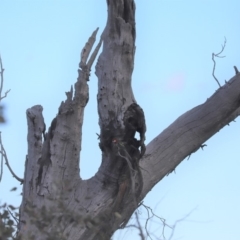 Platycercus eximius (Eastern Rosella) at Mount Painter - 9 Sep 2019 by Tammy