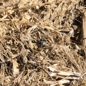 Camponotus aeneopilosus at Aranda, ACT - 11 Sep 2019
