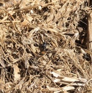 Camponotus aeneopilosus at Aranda, ACT - 11 Sep 2019 11:00 AM