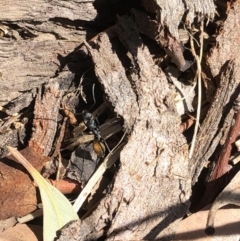 Camponotus aeneopilosus at Aranda, ACT - 11 Sep 2019