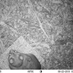 Trichosurus vulpecula (Common Brushtail Possum) at Acton, ACT - 22 Aug 2019 by jpaschal