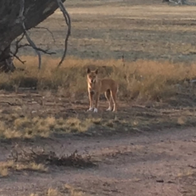 Canis lupus (Dingo / Wild Dog) at Corrowong, NSW - 6 Sep 2019 by BlackFlat