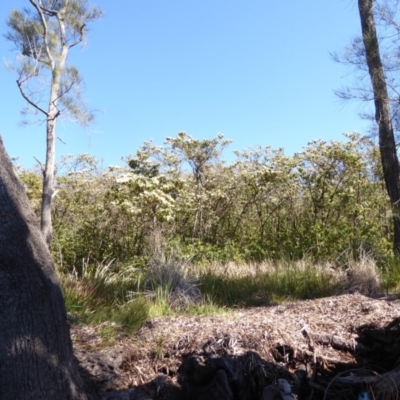 Androcalva sp. (Bush Kurrajong) at Saint Georges Basin, NSW - 1 Sep 2019 by helenmd12@gmail.com