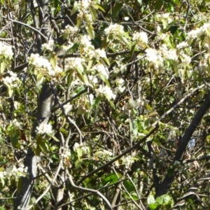 Androcalva sp. at Saint Georges Basin, NSW - 1 Sep 2019