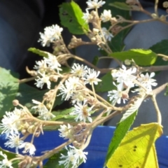 Androcalva sp. at Saint Georges Basin, NSW - 1 Sep 2019 10:17 AM