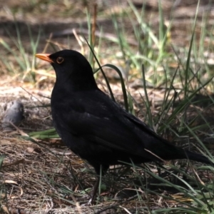 Turdus merula at Fyshwick, ACT - 10 Sep 2019 01:07 PM