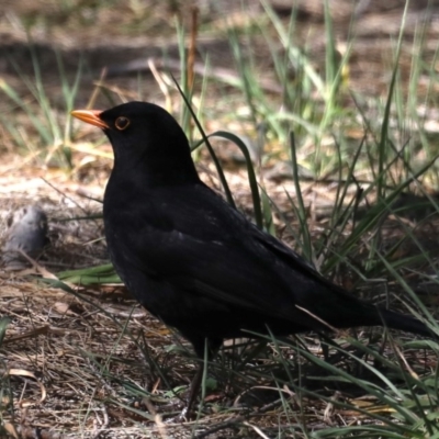 Turdus merula (Eurasian Blackbird) at Fyshwick, ACT - 10 Sep 2019 by jbromilow50