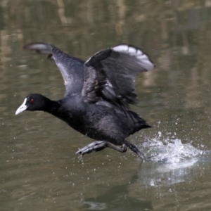 Fulica atra at Fyshwick, ACT - 10 Sep 2019