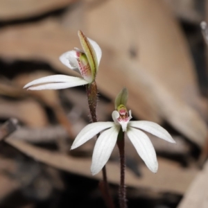 Caladenia fuscata at Hackett, ACT - 12 Sep 2019