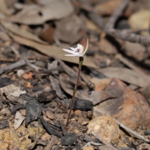 Caladenia fuscata at Hackett, ACT - 12 Sep 2019