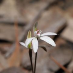 Caladenia fuscata at Hackett, ACT - 12 Sep 2019