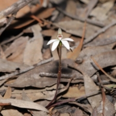 Caladenia fuscata at Hackett, ACT - 12 Sep 2019