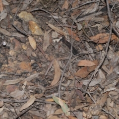 Caladenia fuscata at Hackett, ACT - 12 Sep 2019