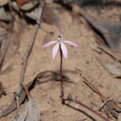 Caladenia fuscata at Acton, ACT - 12 Sep 2019