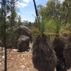 Xanthorrhoea sp. (Grass Tree) at Corrowong, NSW - 28 Jan 2018 by BlackFlat