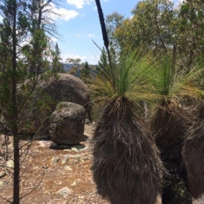 Xanthorrhoea sp. (Grass Tree) at Black Flat at Corrowong - 28 Jan 2018 by BlackFlat