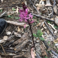 Dipodium sp. (A Hyacinth Orchid) at Black Flat at Corrowong - 12 Jan 2018 by BlackFlat