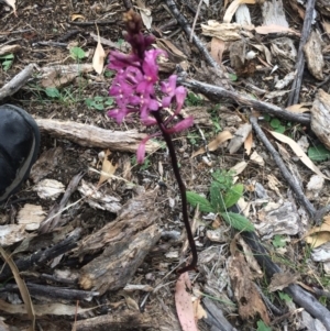 Dipodium sp. at Corrowong, NSW - 12 Jan 2018