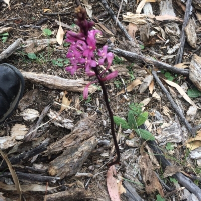 Dipodium sp. (A Hyacinth Orchid) at Black Flat at Corrowong - 12 Jan 2018 by BlackFlat