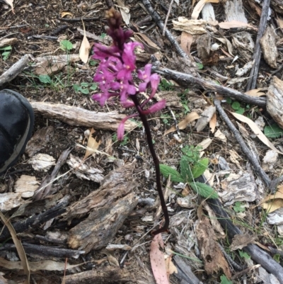 Dipodium sp. (A Hyacinth Orchid) at Corrowong, NSW - 12 Jan 2018 by BlackFlat