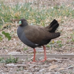 Tribonyx ventralis (Black-tailed Native-hen) at Gungahlin, ACT - 12 Sep 2019 by rawshorty