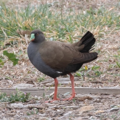 Tribonyx ventralis (Black-tailed Nativehen) at Gungahlin, ACT - 12 Sep 2019 by rawshorty