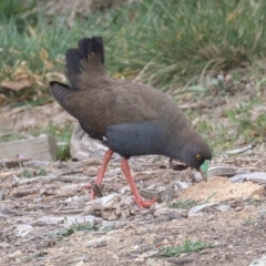 Tribonyx ventralis at Gungahlin, ACT - 12 Sep 2019 01:29 PM